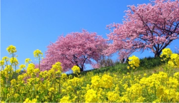 場所が静岡県のヤクルト1000のCMの桜