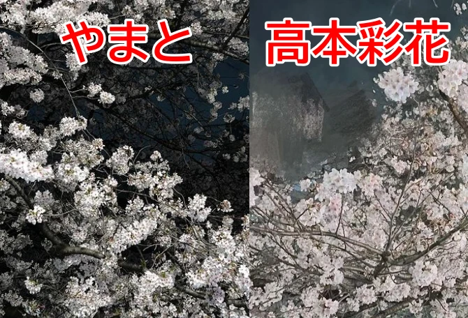 匂わせ疑惑があるコムドットやまとと日向坂46の高本彩花の桜